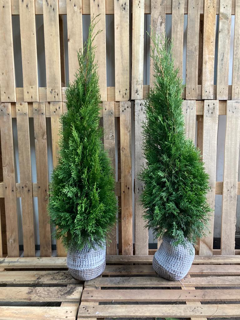 80 hedge plants - Thuja "Emerald" 100+ cm - PS Auction - We value the  future - Largest in net auctions
