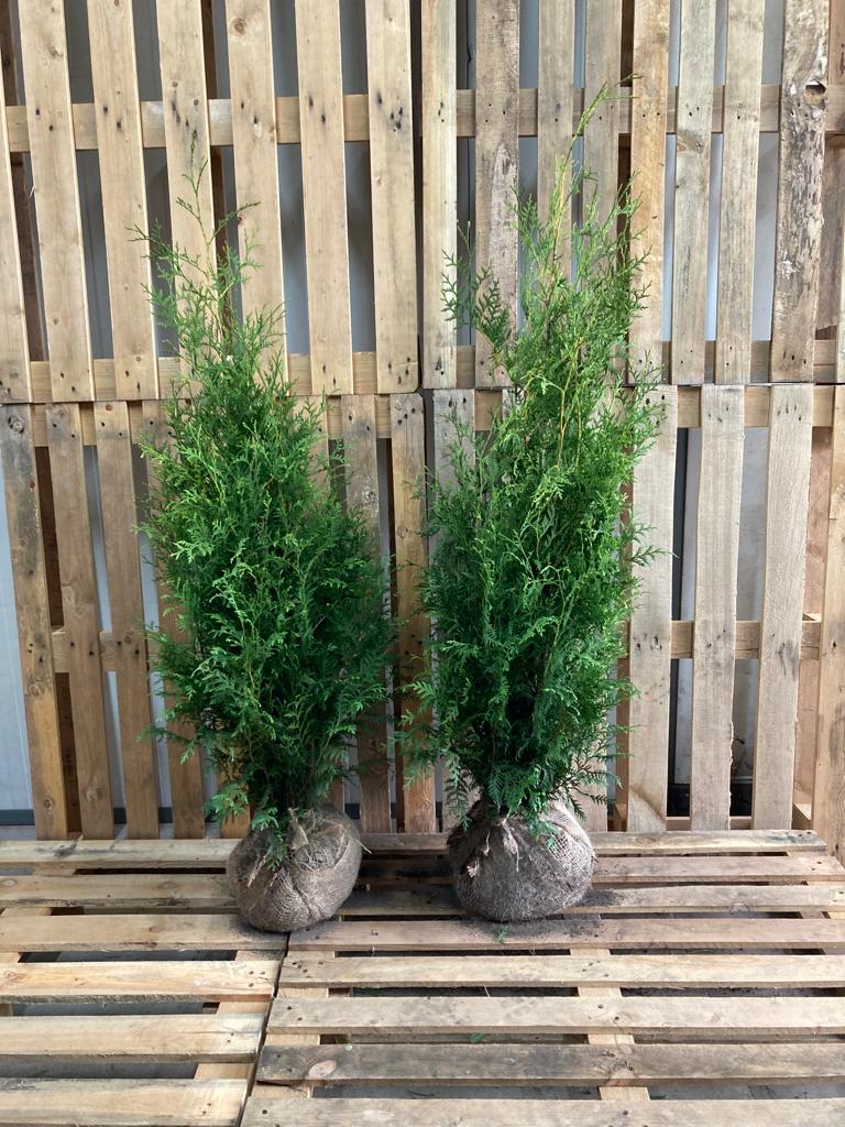 100 Thuja Brabant 80100 cm  clump-grown hedge plants for dense and  fast-growing hedges - PS Auction - We value the future - Largest in net  auctions