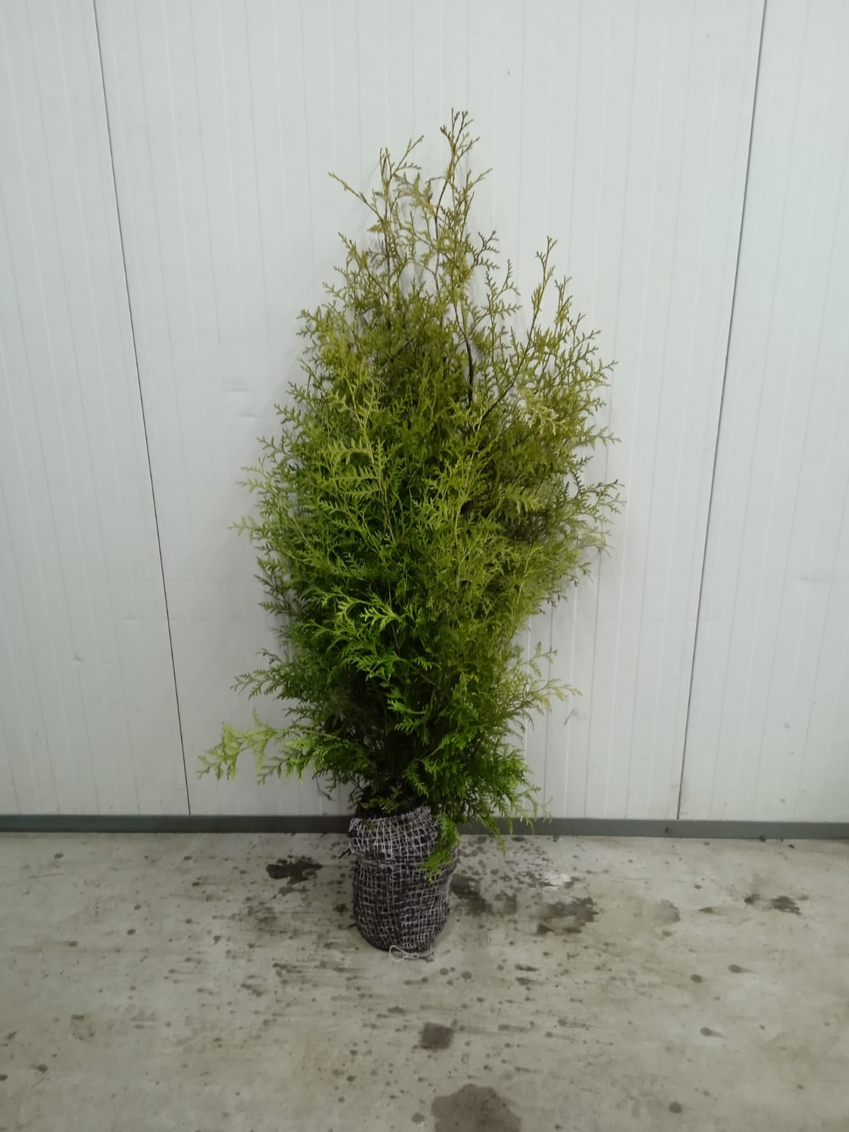 80 hedge plants - Thuja "Brabant" 100+ cm - PS Auction - We value the  future - Largest in net auctions