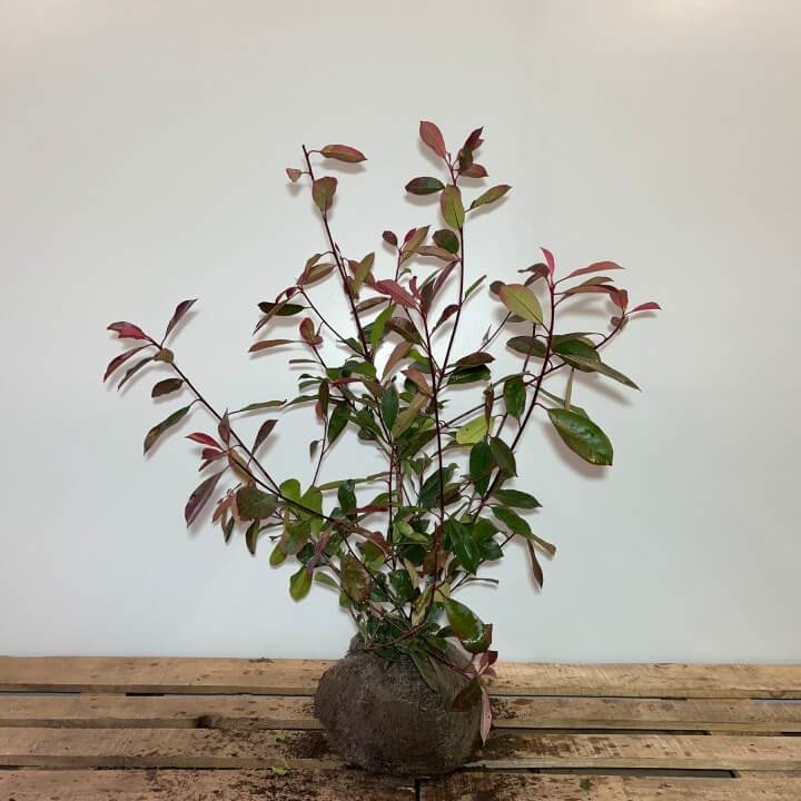80 hedge plants, Photinia fraseri 'Red robin' 60-80cm - PS Auction - We  value the future - Largest in net auctions