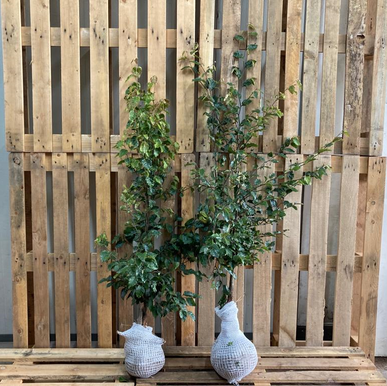 135 hedge plants - Beech hedge, Fagus sylvatica, 100-120cm - PS Auction -  We value the future - Largest in net auctions