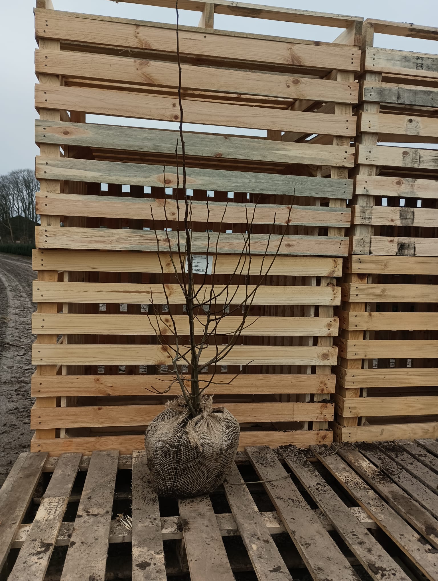 Japanese Magnolia Roots 25 Japanese Magnolia, Magnolia kobus, 80-100cm - PS Auction - We value ...