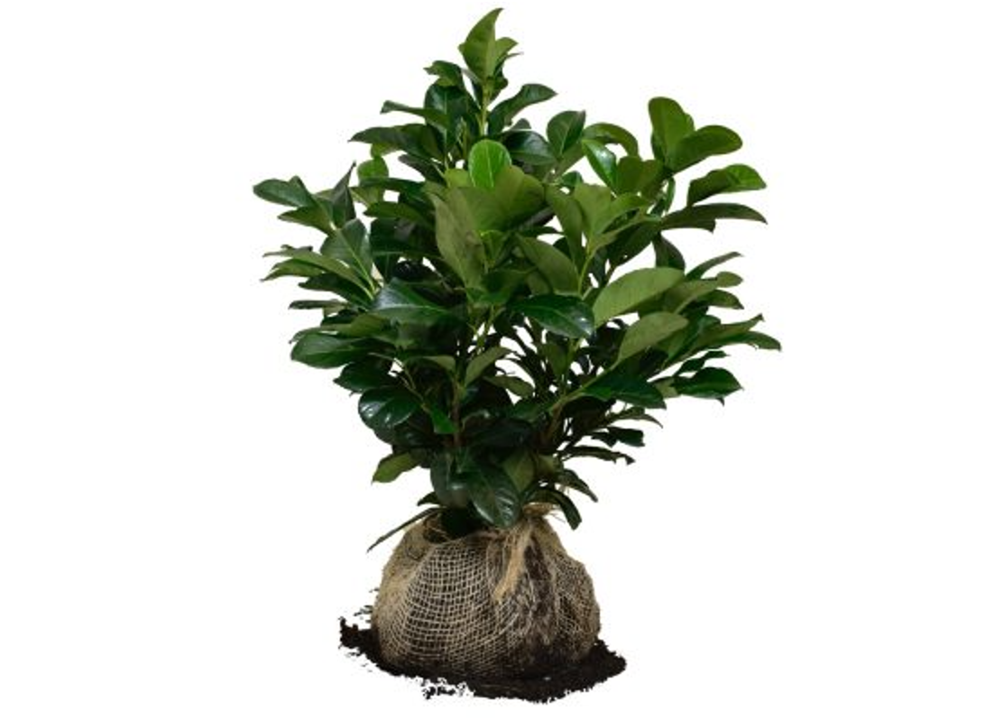 was kostet ein bonsai bumchen Ficus Microcarpa Ginseng (Bonsai Baum)  50 cm  urbanjngl.com