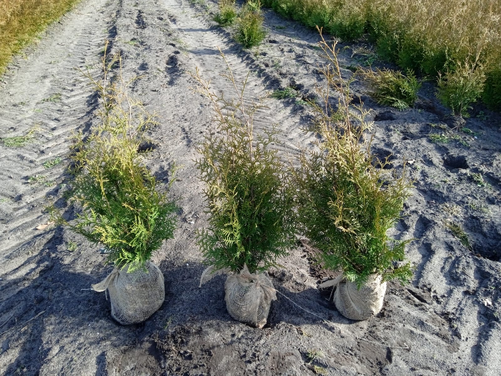 135 hedge plants - Thuja "Brabant" 60-80cm - PS Auction - We value the  future - Largest in net auctions