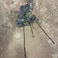 1530255-12 Äldre skottkärra