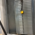 1532424-12 Biceps machine, Elite Fitness