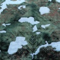 1515509-5 Hand-knotted Oriental Vintage Rug Wool Dark Green/Blue 190x267cm (750799)