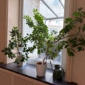 1516291-12 Matbord och stolar 8 st