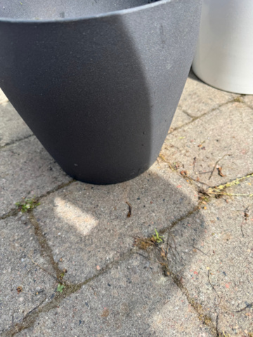 1405917-13 Parti med krukor