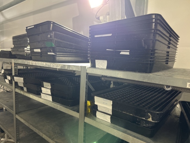 1504268-10 Plåthyllor 5 sektioner för sticklingsodling med LED-belysning