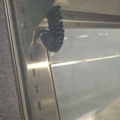1528392-12 Exponeringskyl, Viessmann