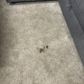 1531911-5 Sofa bed and armchair