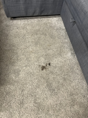 1531911-5 Sofa bed and armchair