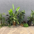 1546364-1 Approximately 14 artificial plants