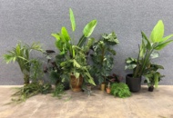 1546364 Approximately 14 artificial plants