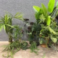 1546364-2 Approximately 14 artificial plants