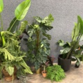 1546364-3 Approximately 14 artificial plants
