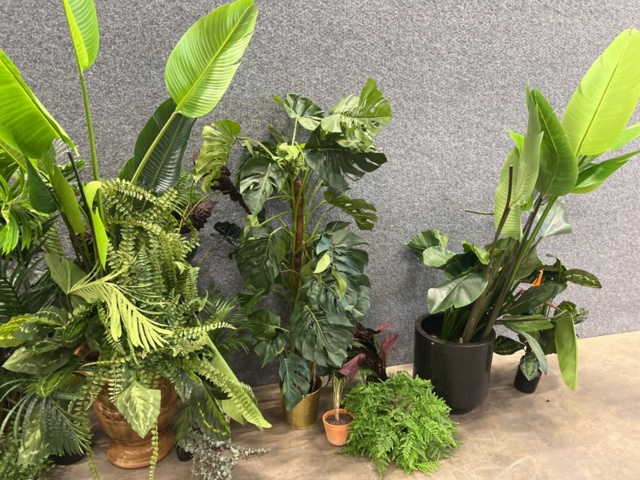 1546364-3 Approximately 14 artificial plants