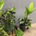 1546364-4 Approximately 14 artificial plants
