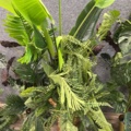 1546364-5 Approximately 14 artificial plants