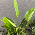 1546364-6 Approximately 14 artificial plants