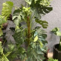 1546364-7 Approximately 14 artificial plants