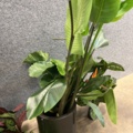 1546364-8 Approximately 14 artificial plants