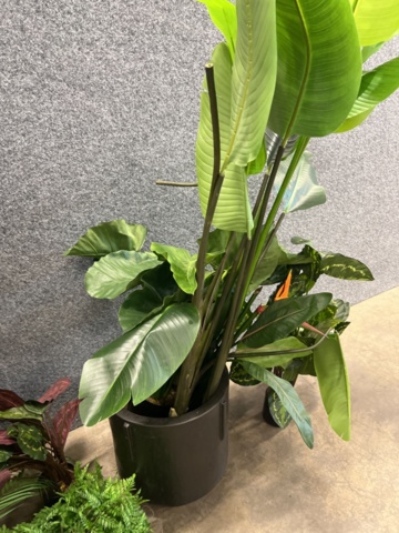 1546364-8 Approximately 14 artificial plants
