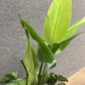 1546364-9 Approximately 14 artificial plants