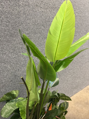 1546364-9 Approximately 14 artificial plants
