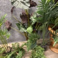 1546364-10 Approximately 14 artificial plants
