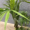 1546364-11 Approximately 14 artificial plants