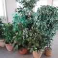 1070501-1 Blomgrupper