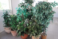 1070501 Blomgrupper