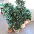 1070501-2 Blomgrupper