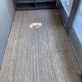1557460-2 Shelf and carpet
