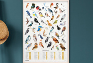 1531264 Posters 102 förpackningar - Garden Birds