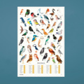 1531264-3 Posters 102 förpackningar - Garden Birds