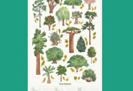 1531266 Posters 91 förpackningar - Trees of Interest