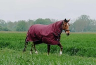 1256125 Horse blankets, riding clothes, shoes, boots, etc.