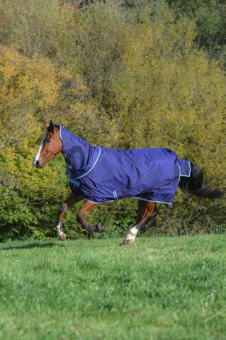 1256125-15 Horse blankets, riding clothes, shoes, boots, etc.