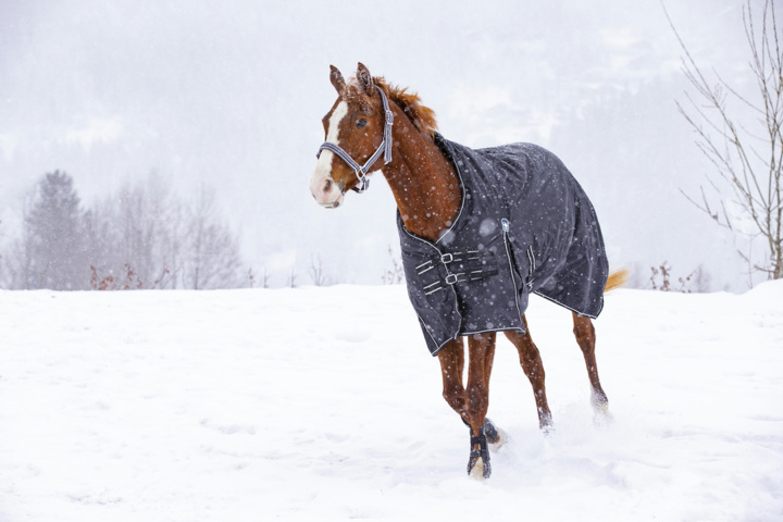 1256127-4 Saddle pads, horse blankets, reflective accessories etc.