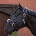 1256128-32 Grimmor, sadelgjordar, bett m.m.