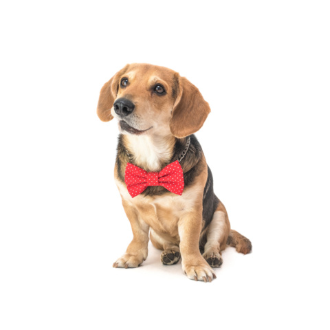 1256137-14 Blandade tillbehör för hund och häst, leksaker