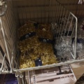 1485527-20 Christmas decorations and Christmas accessories