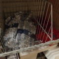 1485527-21 Christmas decorations and Christmas accessories