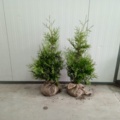 1570648-1 150 Thuja Brabant 50–70 cm – clump-grown hedge plants for a dense and fast-growing hedge