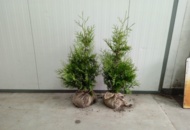 1570648 150 st Thuja Brabant 50–70 cm – klumpodlade häckplantor för en tät och snabbväxande häck