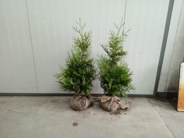 1570649-1 150 Thuja Brabant 50–70 cm – clump-grown hedge plants for a dense and fast-growing hedge