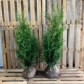 1570656-1 100 Thuja Brabant 80–100 cm – clump-grown hedge plants for a dense and fast-growing hedge